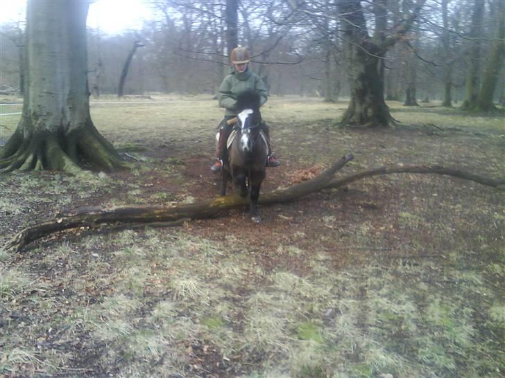 Anden særlig race spitco (SOLGT) - springer i skoven weee (part) billede 19