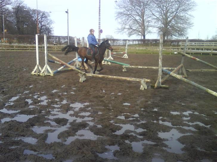 DSP Norvangs Oliver *SOLGT* - hop la se flere spring billoeder i foto album billede 20