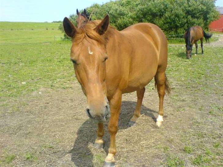 New Forest Vannetie - her er hun så på en dejlig sommer dag :b billede 8