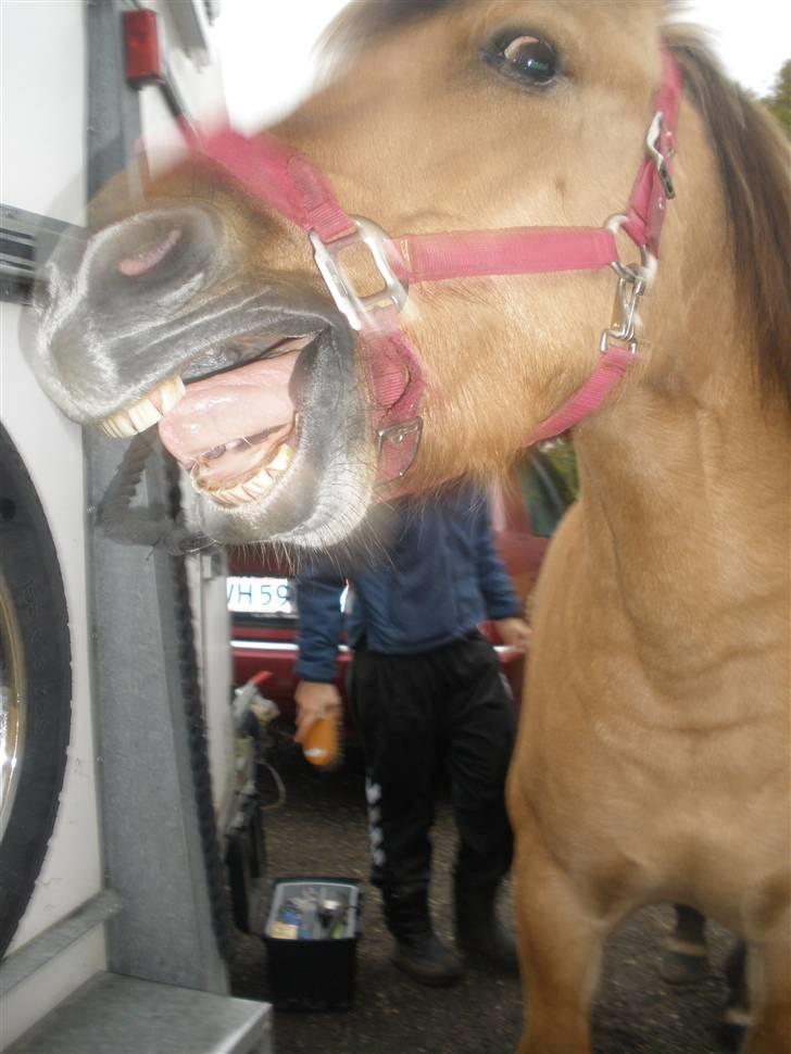 Anden særlig race Tommerups Buller SOLGT billede 7