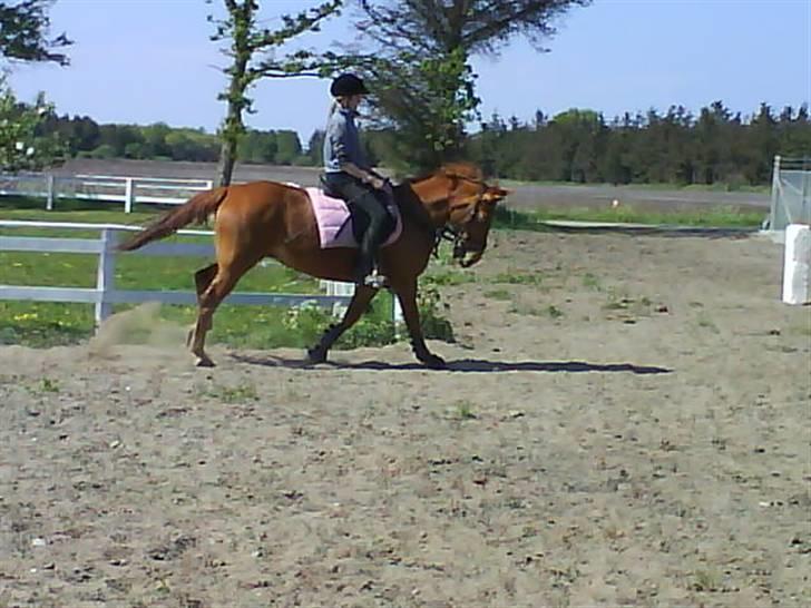 New Forest Vannetie - her står vi på staldgangen =) og se på hendes ryg ligger en lille mis og sover =) nååå billede 9