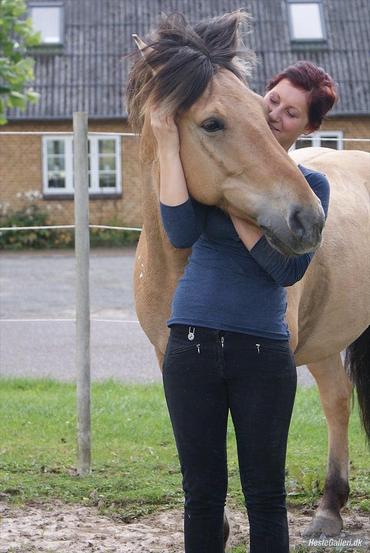 Anden særlig race Tommerups Buller SOLGT - min dejlige pony, dagen inden han skulle ned til pernille og bjørk. hvor han har det så godt. billede 8