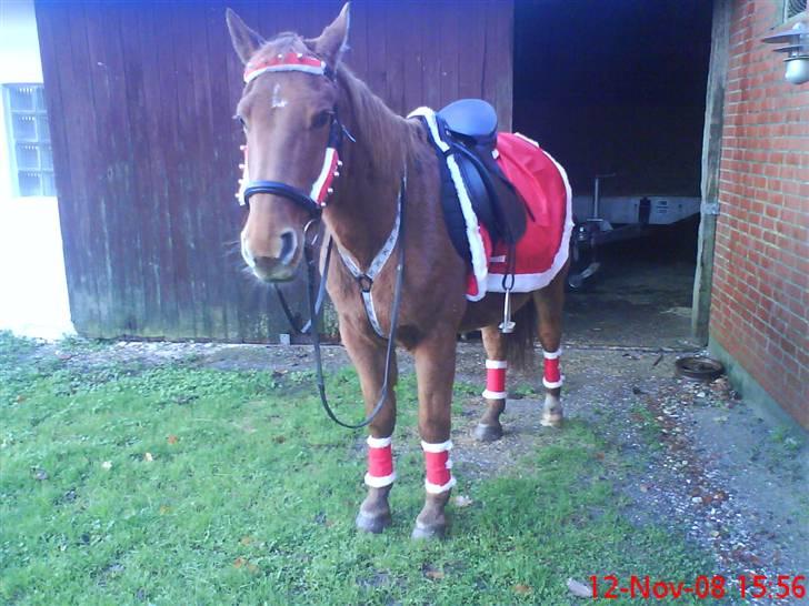 New Forest Vannetie billede 10