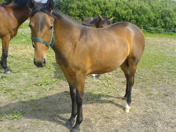 New Forest Vannetie - her ser i så vanneties føl =) er den ikke bare sød ?? billede 11