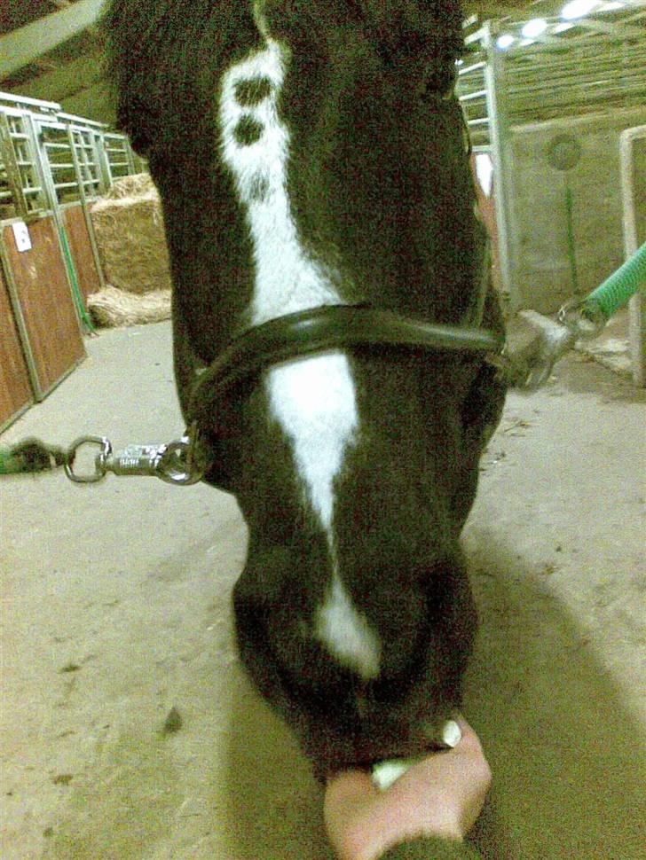 Anden særlig race Gambler - 8# nam nam mor maaaaaad!! Jeg er så mad glad:) billede 8