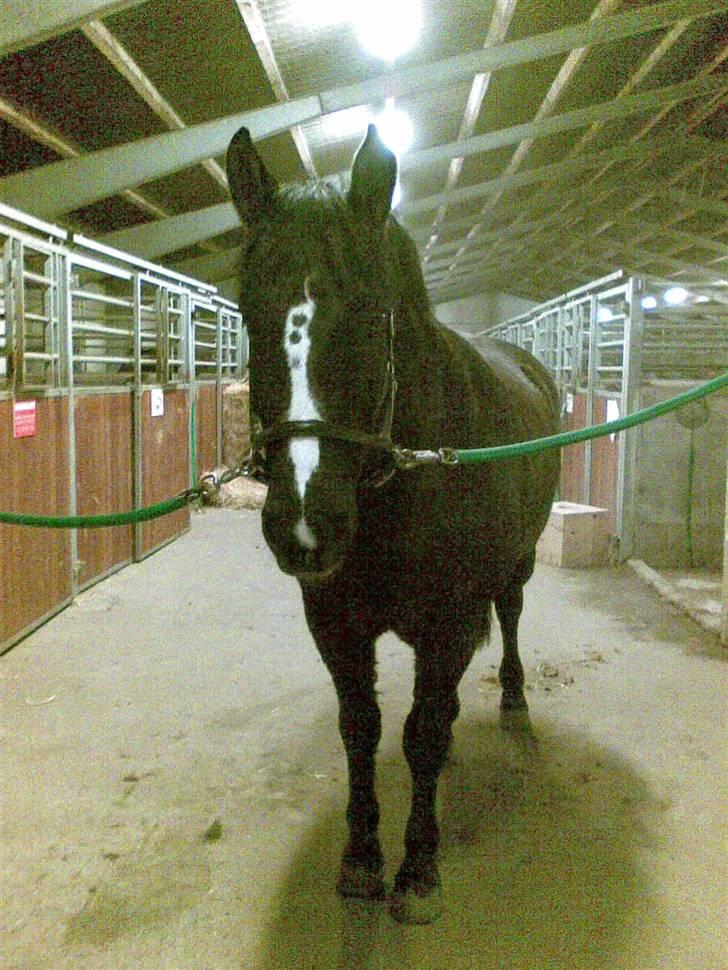 Anden særlig race Gambler - 9# hygge hygge<33 billede 9