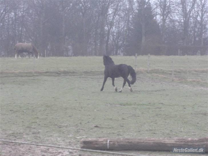 Welsh Cob (sec D) **Østervangs Avanti**<3 billede 20