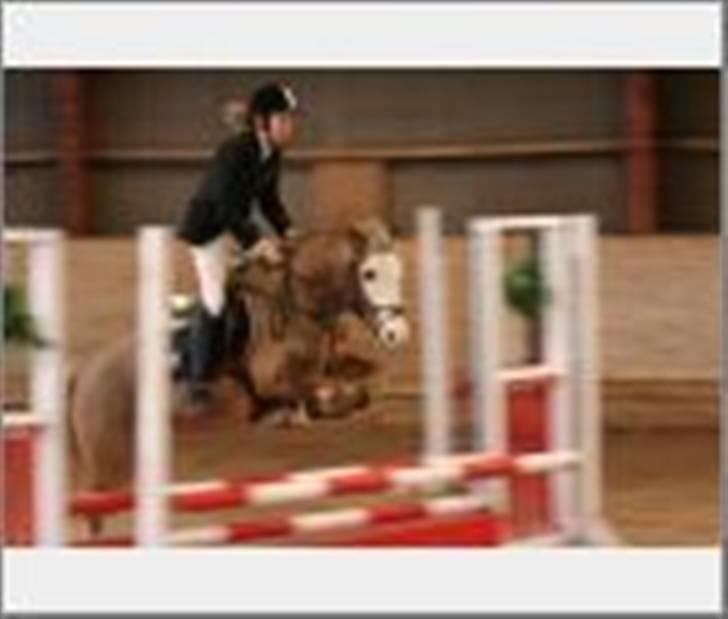 Anden særlig race Bacardi *tidl. hest - Stævne i Killerup.  billede 1