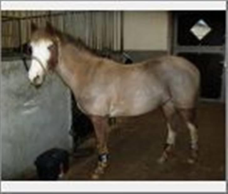 Anden særlig race Bacardi *tidl. hest - Bacardi hos Andreas :-)  billede 2