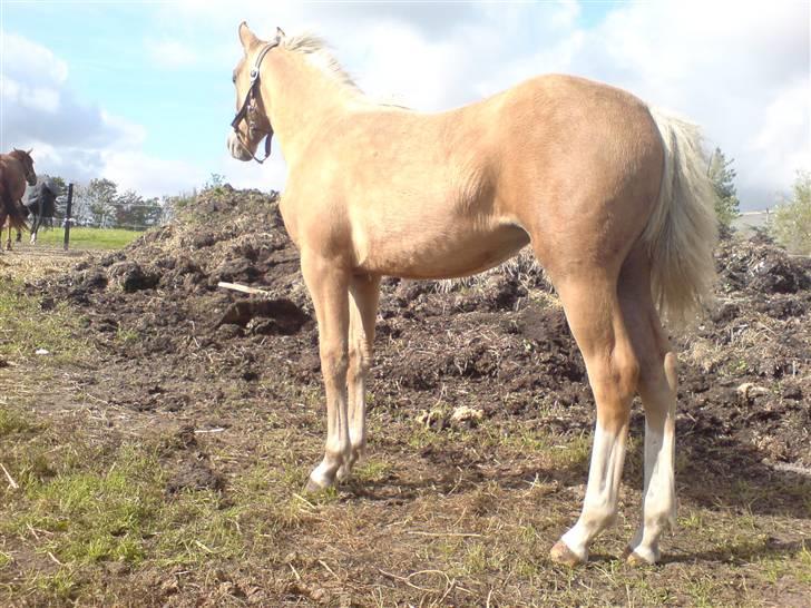 Palomino **Golden Miss Gucci*solgt - Store pige billede 14
