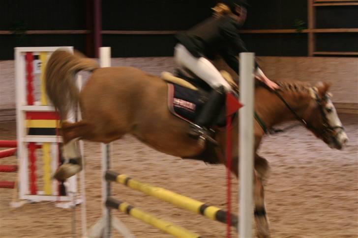 Anden særlig race Bacardi *tidl. hest - Killerup.   billede 3