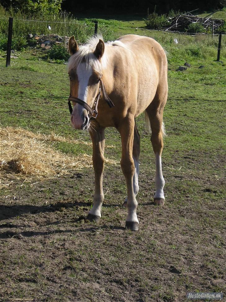 Palomino **Golden Miss Gucci*solgt - Bettepigen.... Ikke engang én dag gammel.. billede 15