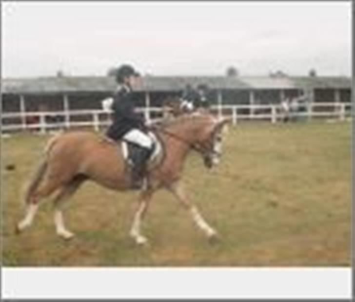 Anden særlig race Bacardi *tidl. hest - dressurkonkurrencen til dyrskuet 2007 billede 4