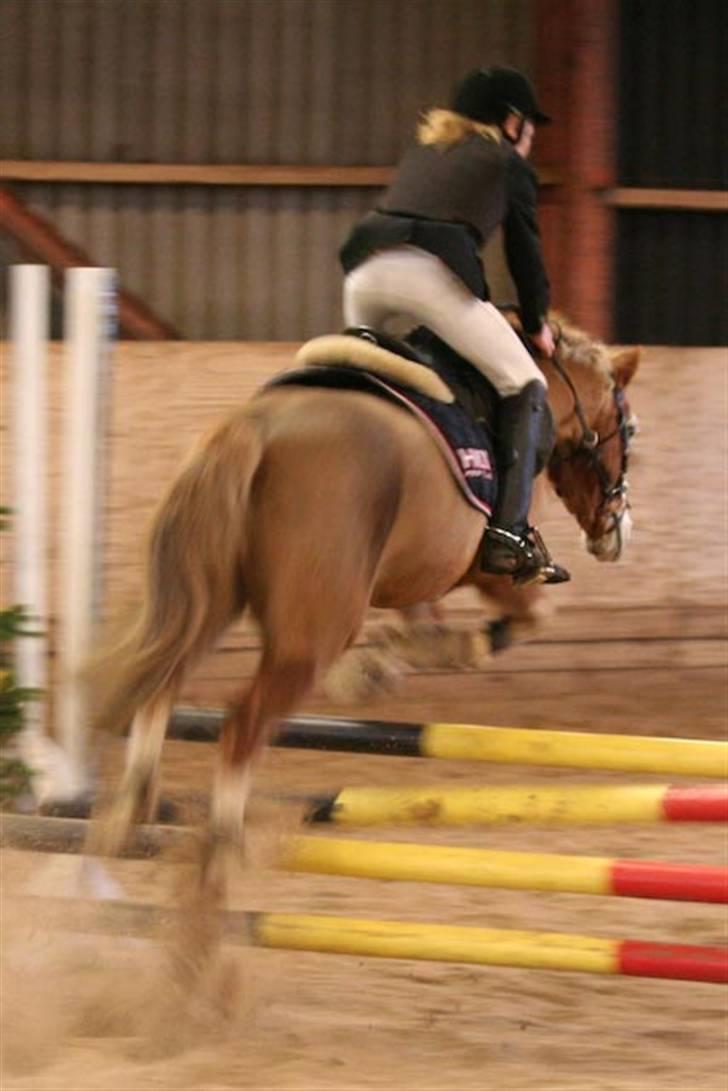 Anden særlig race Bacardi *tidl. hest - Killerup.  billede 6