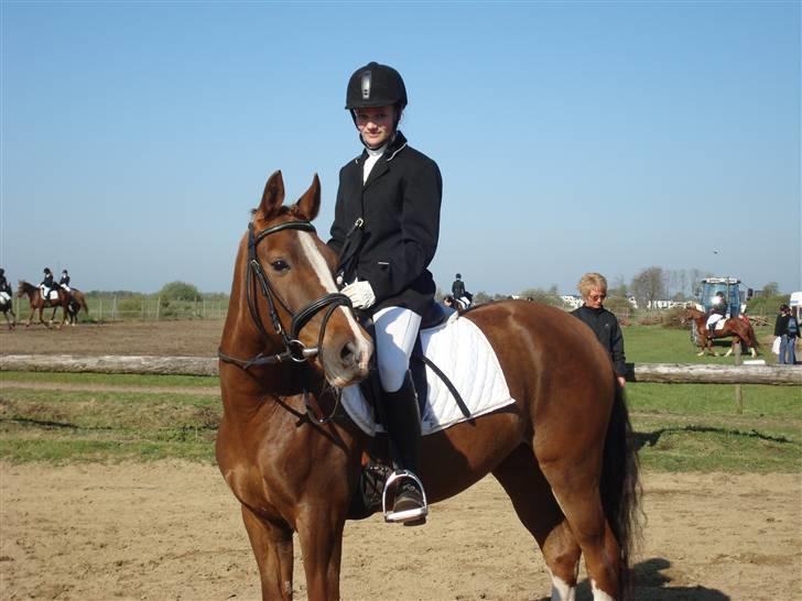 Hollandsk Sportspony Morsø Banks Kashmira SOLGT - kassi til stævne  billede 9