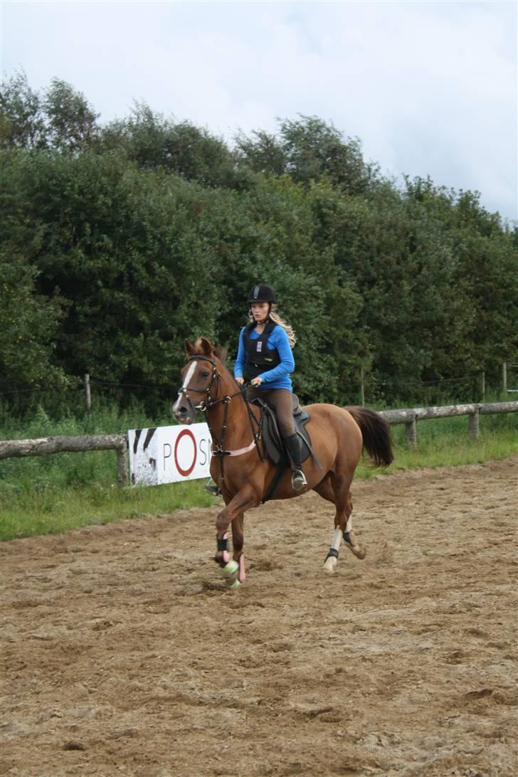 Hollandsk Sportspony Morsø Banks Kashmira SOLGT - spring træning;D billede 10