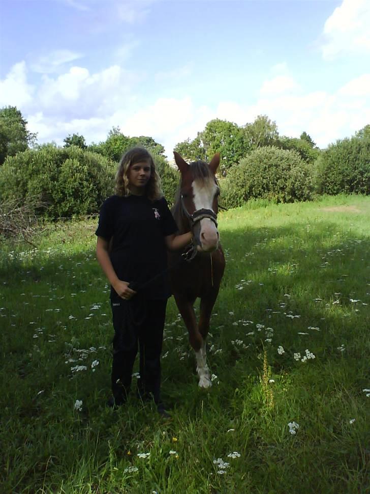 Welsh Pony (sec B) Chilli *Gammel part* billede 6