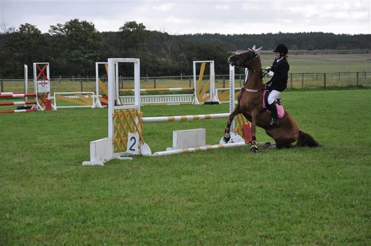 Hollandsk Sportspony Morsø Banks Kashmira SOLGT - RIRI hun stopper og så glider hun så hun kommer ned og sidde? Foto: Mie billede 11