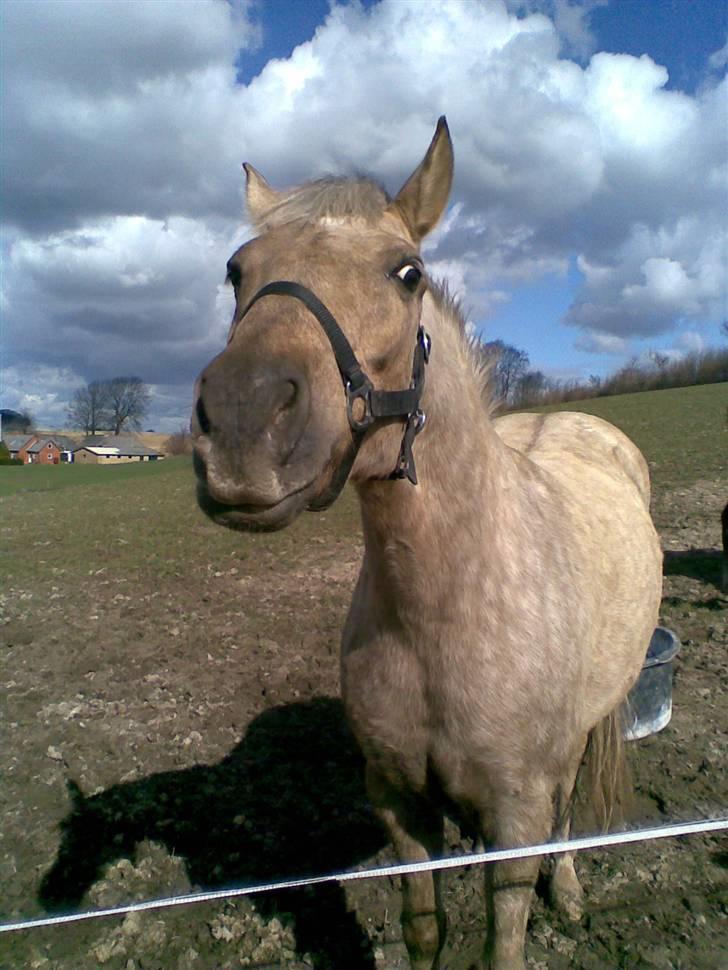 Anden særlig race R.I.P. Blondie ll - du flot, hva? xD billede 18
