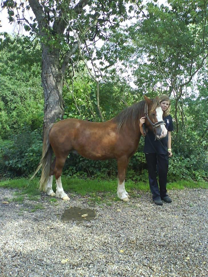 Welsh Pony (sec B) Chilli *Gammel part* billede 7