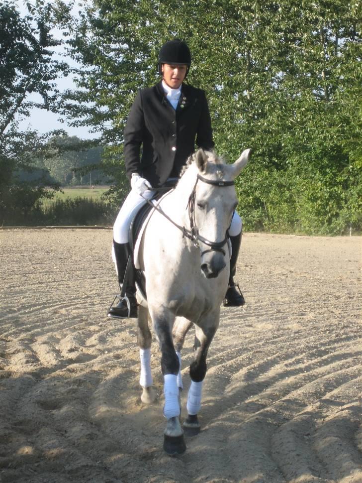 Anden særlig race Diego - Dressur stævne i Bording :D Haha -det gik rigtig godt... billede 13
