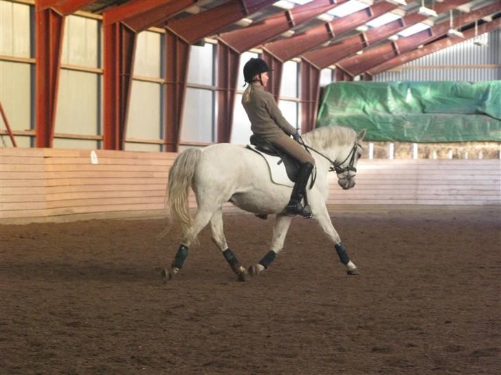 Welsh Pony (sec B) Lyngvejens Komet (solgt) - Hej velkommen til min profil giv gerne en bedømmelse. billede 1