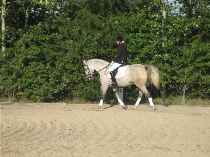 Anden særlig race Diego - Sådan går man i dressur, når man hedder Diego<3 billede 14