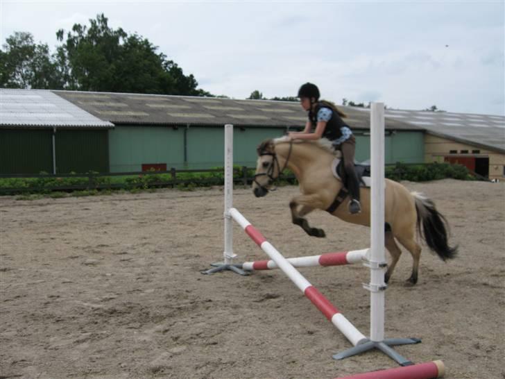 Anden særlig race Molly - til springundervisning i 2007 billede 6