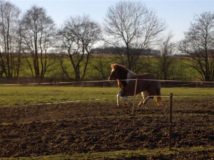 Anden særlig race Lilla - I  flyvende fart billede 4