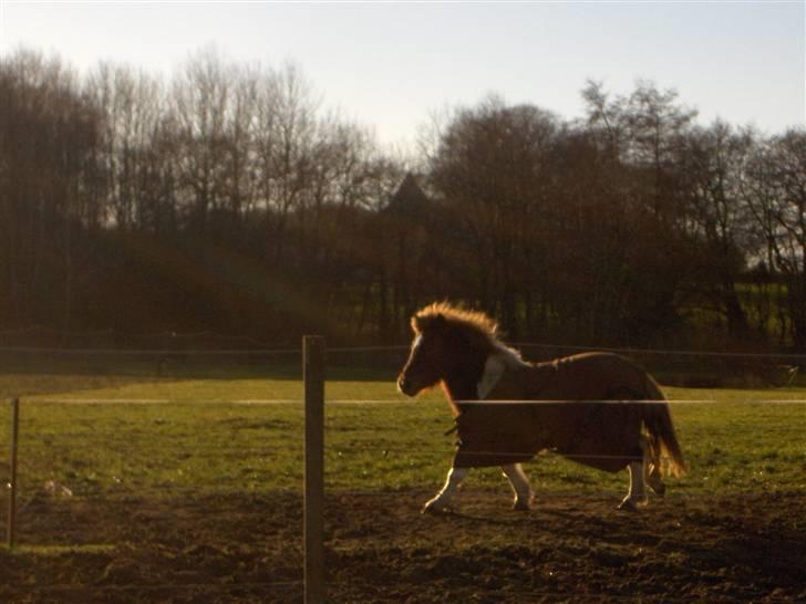 Anden særlig race Lilla billede 5