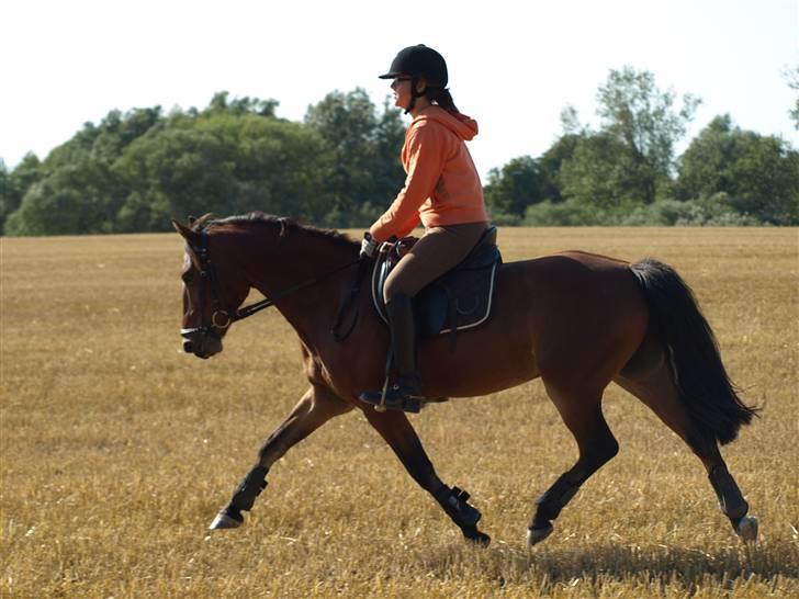Anden særlig race | Cantos Caballero - 19# Altså vi s man ser bort fra mig og sadlen så kan man kun sige WOW! :O Den kan sagtens den lille pruth xD Mark ridning Efteråret 09 Foto: Josefine Madsen billede 19