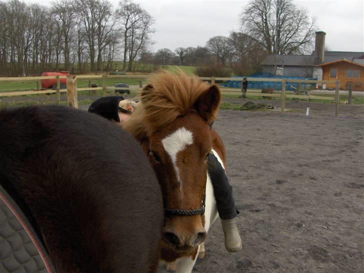 Anden særlig race Lilla billede 6