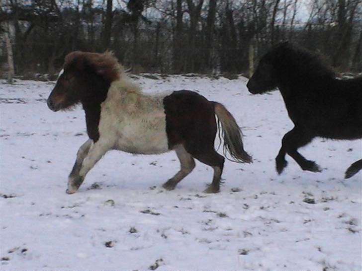 Anden særlig race Lilla billede 7