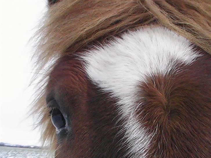 Anden særlig race Lilla - Mit smukke hoved! billede 8