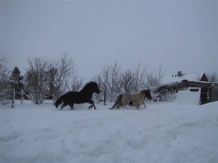 Anden særlig race Lilla - Masser af sne!!!!! billede 9