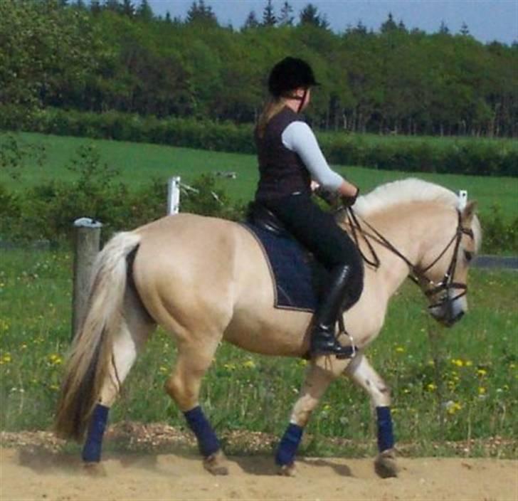 Fjordhest Højgaards Sandra *SOLGT* - Sandra rider dressur :) Savner dig billede 9