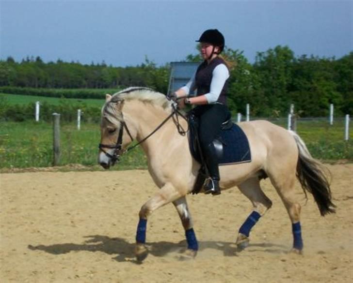Fjordhest Højgaards Sandra *SOLGT* - Elsker bare den pony og jeg savner dig Min lille Sandra skat :D Savner dig og vores minder :/ billede 11