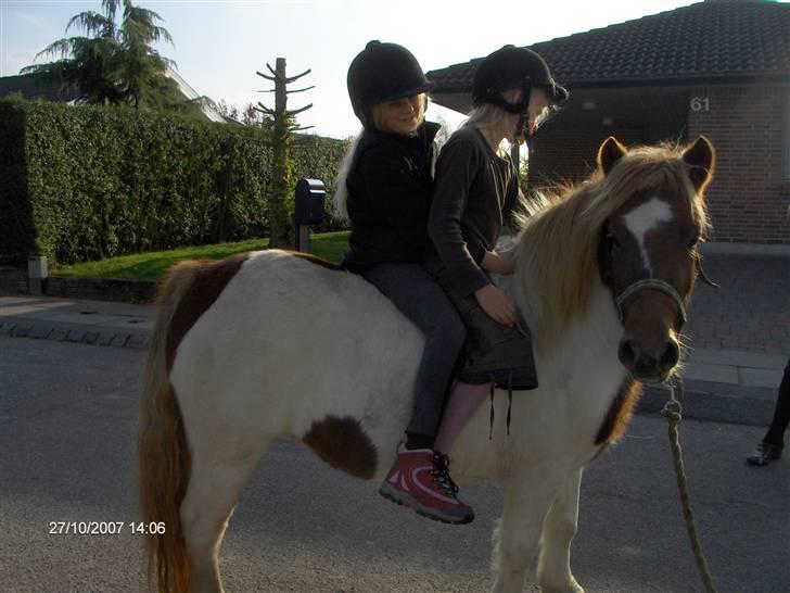 Anden særlig race Lilla - En rigtig børne pony billede 15