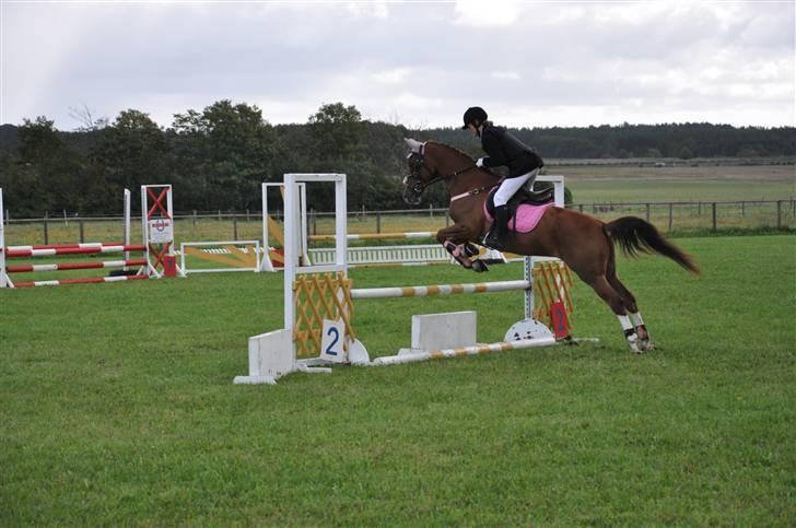 Hollandsk Sportspony Morsø Banks Kashmira SOLGT - RIRI denne gang kommer hun over XD Foto: Mie billede 12