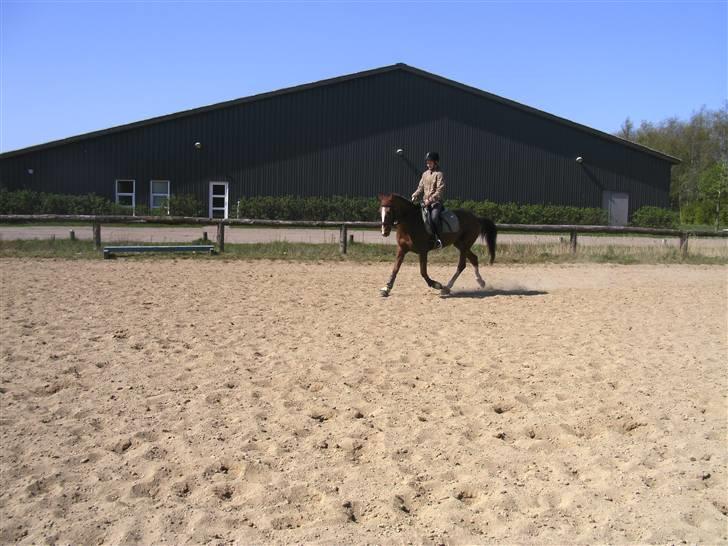 Hollandsk Sportspony Morsø Banks Kashmira SOLGT - Souf skulle lige prøve hende:b fin øgning hun får lavet<3 billede 13