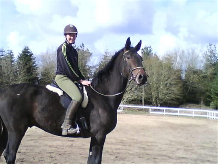 Dansk Varmblod Don Cavo *R.I.P* - Cavo og Ditte første gang med rytter i longen billede 16