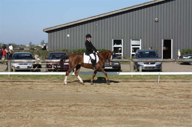 Hollandsk Sportspony Morsø Banks Kashmira SOLGT - dressur stævne kærbo LC2;D foto Tit billede 14