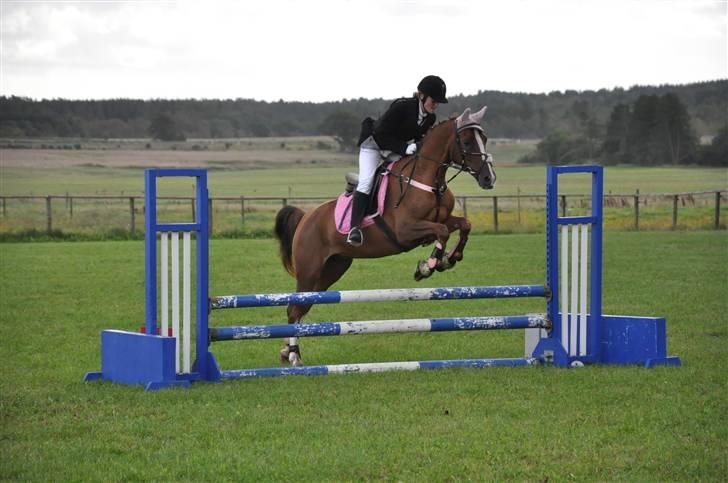 Hollandsk Sportspony Morsø Banks Kashmira SOLGT - RIRI Foto: Mie billede 15