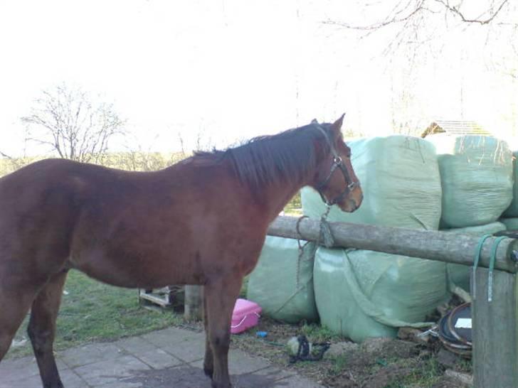 Traver Game Bird *SOLGT* billede 2