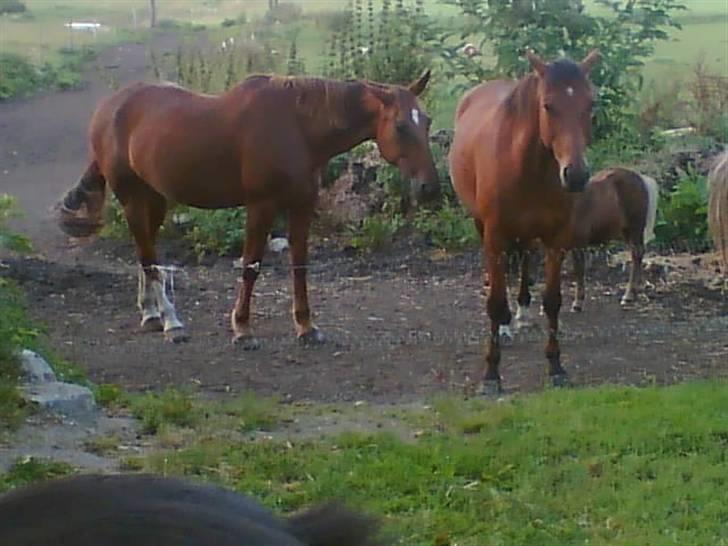 Traver Game Bird *SOLGT* - Ægteparret billede 4