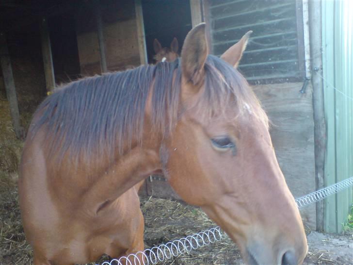 Traver Game Bird *SOLGT* billede 5