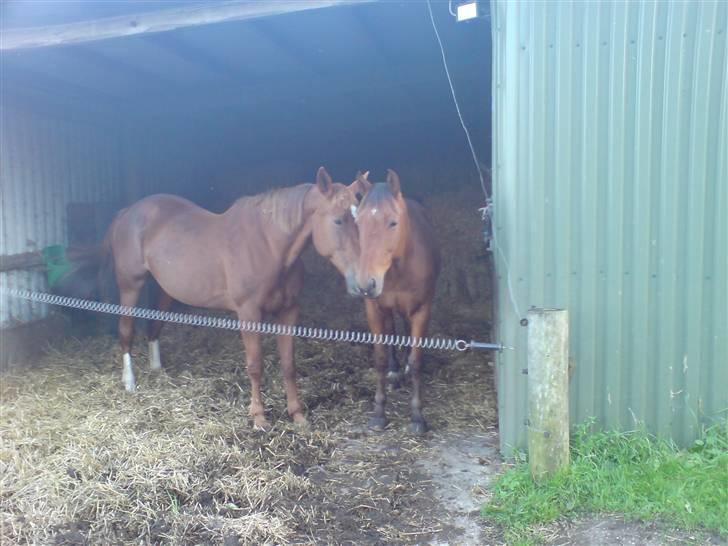 Traver Game Bird *SOLGT* - De er da søde :) billede 6