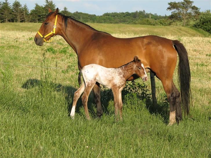 Dansk Varmblod California Skrødstrup RIP billede 1