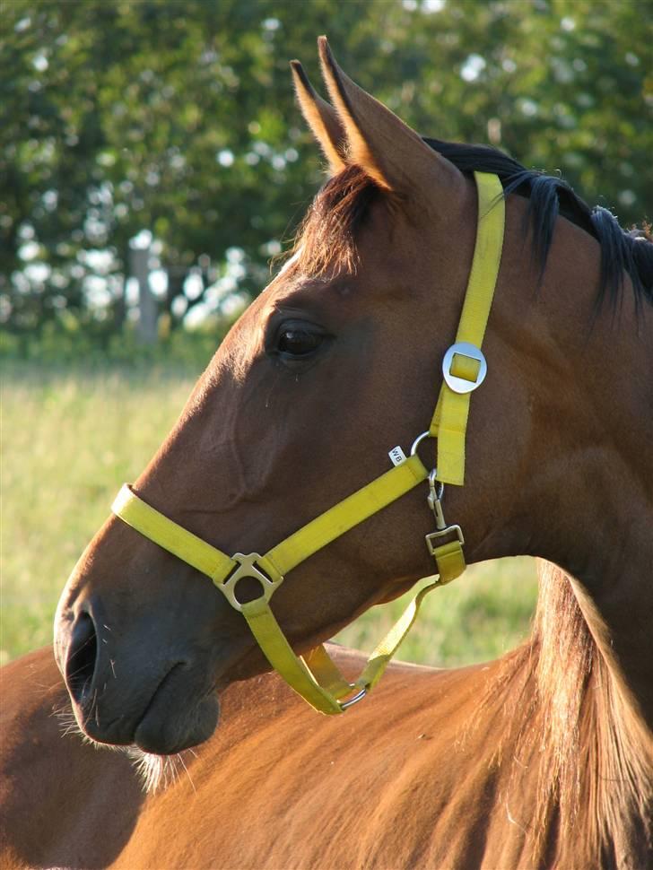 Dansk Varmblod California Skrødstrup RIP billede 2