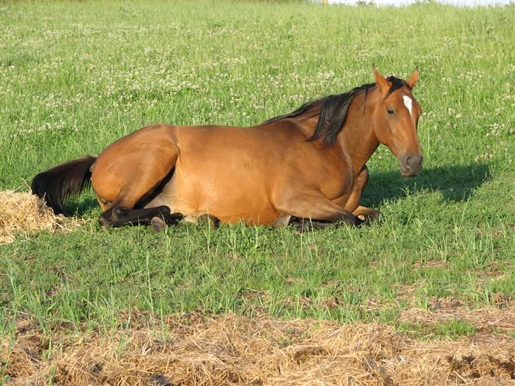 Dansk Varmblod California Skrødstrup RIP billede 3